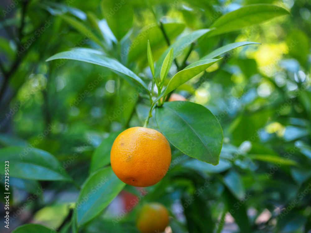 Young orange mandarin fruit (Citrus reticulata) growing among the green leaves of the tree branch closeup