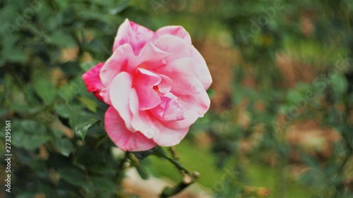 Pink Rose © Sawanya