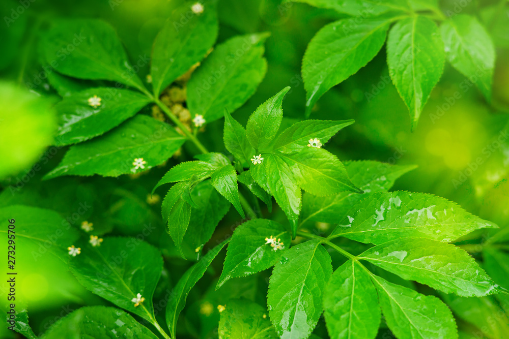 Tree branches with green leaves in the rain. Spring and summer rainy nature. Green leaves in soft light close up. Background of tree branches and highlights. Tree branches with green leaves in the rain. Spring and summer rainy nature. Green leaves in soft light close up. Background of tree branches and highlights.