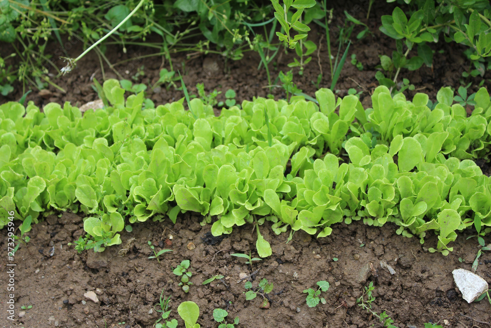 Very young light green Romaine lettuce bed in my organic garden