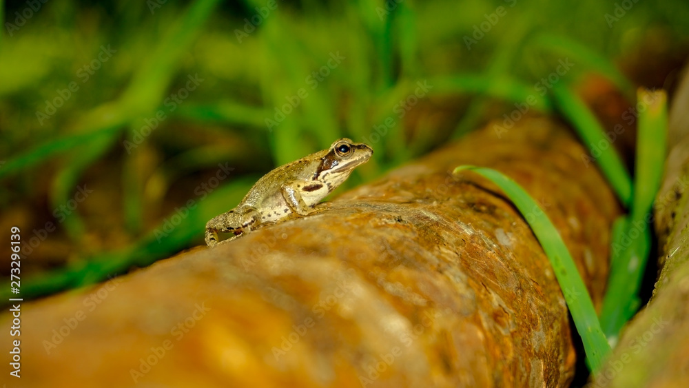 Fototapeta premium frog on a fallen tree,
