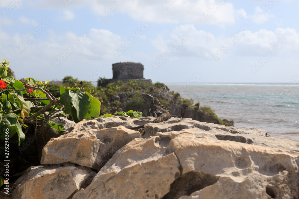 A beautiful iguana at the beach in Tulum in Mexico