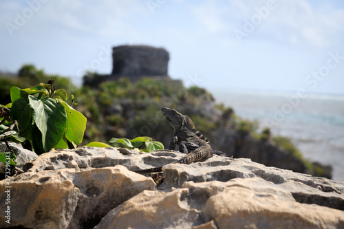 A beautiful iguana at the beach in Tulum in Mexico