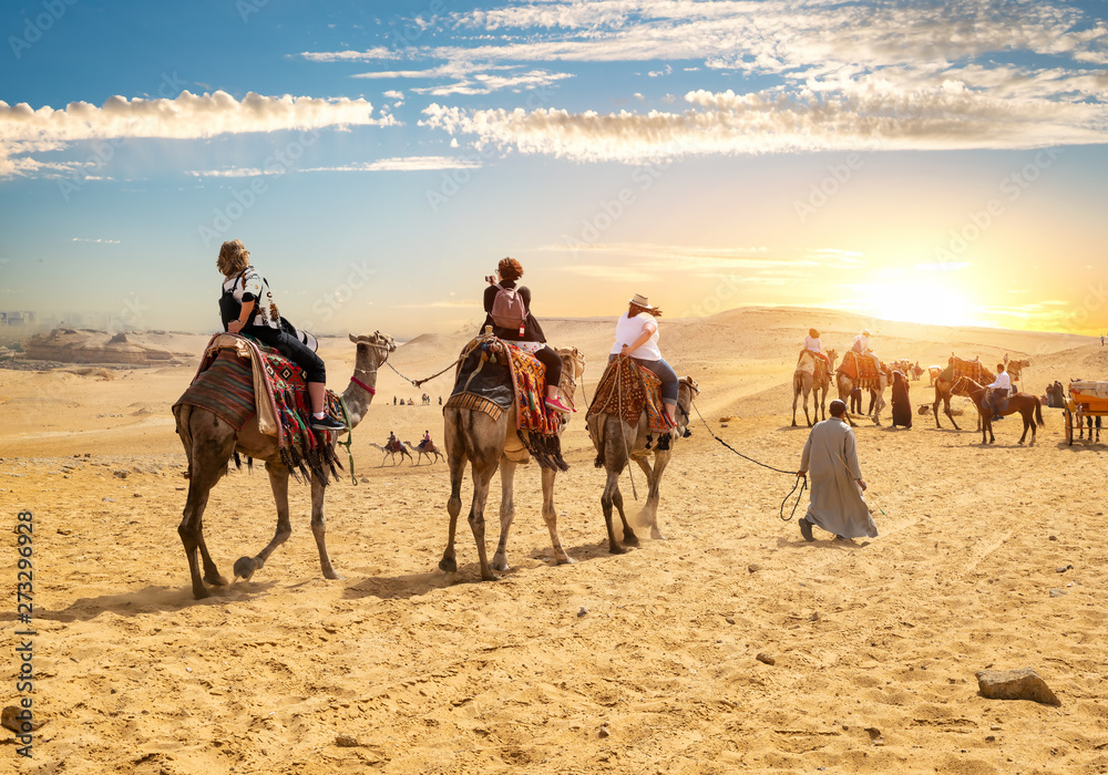Fototapeta premium Camels and tourists