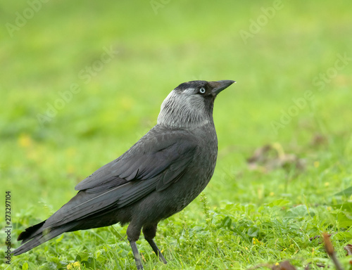 Jackdaw