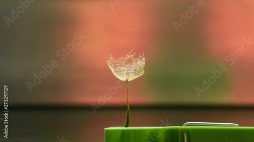 seed of a dandelion