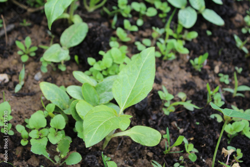 A Sprout Of Young Pumpkin Seedlings. Pumpkin plant in the garden, sprout pumpkin bed in my organic garden, in Uzice city