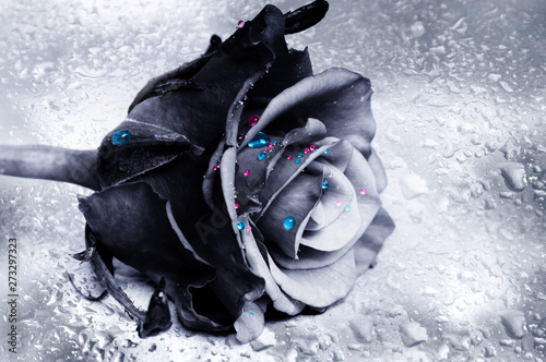 artistic black rose with colorful pink and blue drops of water like art concept