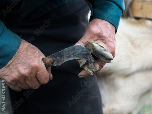 Clearing the hooves of sheep, goats. Farmer's hands with a sharp knife