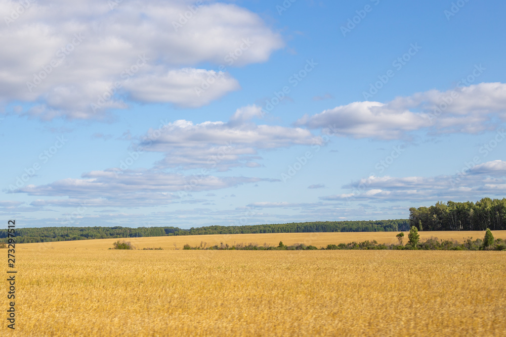 Fototapeta premium yellow fields of wheat against the blue sky