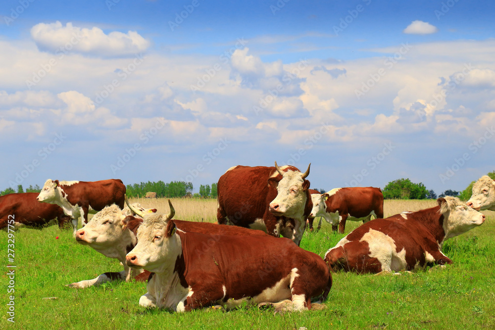 Free and happy cows are resting and lying on a green pasture Free and happy cows are resting and lying on a green pasture