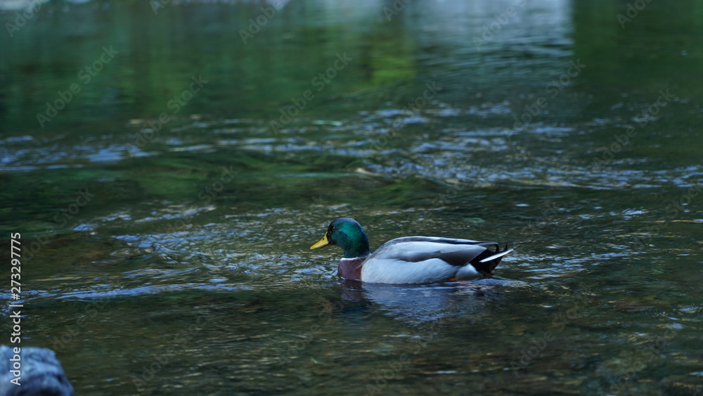 Fototapeta premium Duck swimming in a clear river