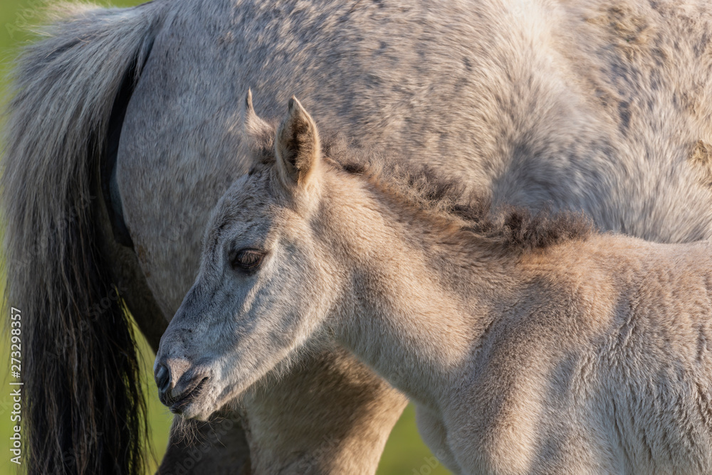 Fototapeta premium foal