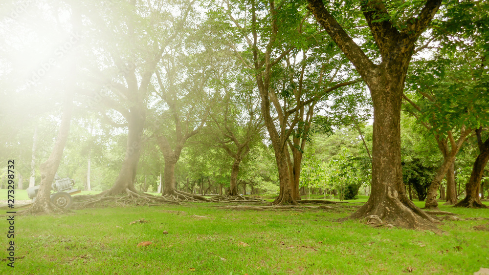 A large tree with roots covering the ground, a large tree in the garden