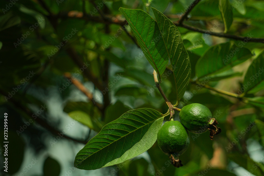 Young green guava fruit on the guava tree. The guava fruit is green and tastes bitter and sour when it is young and raw. Young green guava fruit on the guava tree. The guava fruit is green and tastes bitter and sour when it is young and raw.
