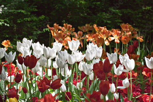 Exquisite white, red  andorange tulips in backlit garden on a black background photo