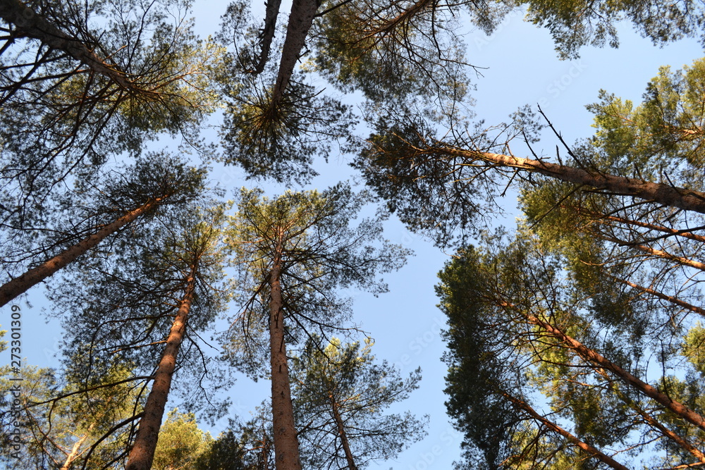 Fototapeta premium Summer forest. Trees from bottom to top.