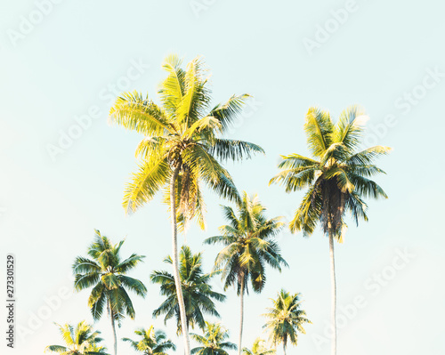 Palm trees at tropical coast. Coconut palms against the blue sky. Toned image.