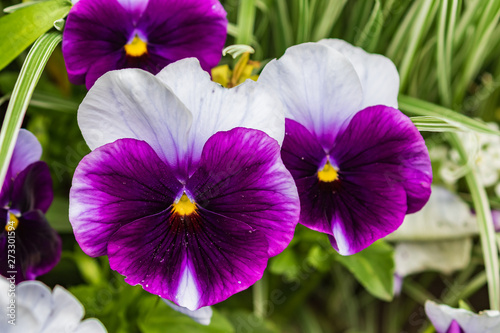 Beautiful bright dark purple flower with white pattern among green leaves. Summer. Close-up. Top view.