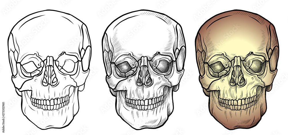 Line drawing and colorful skull front view set Line drawing and colorful skull front view set