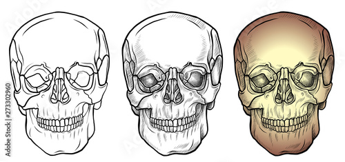 Line drawing and colorful skull front view set © Natapat