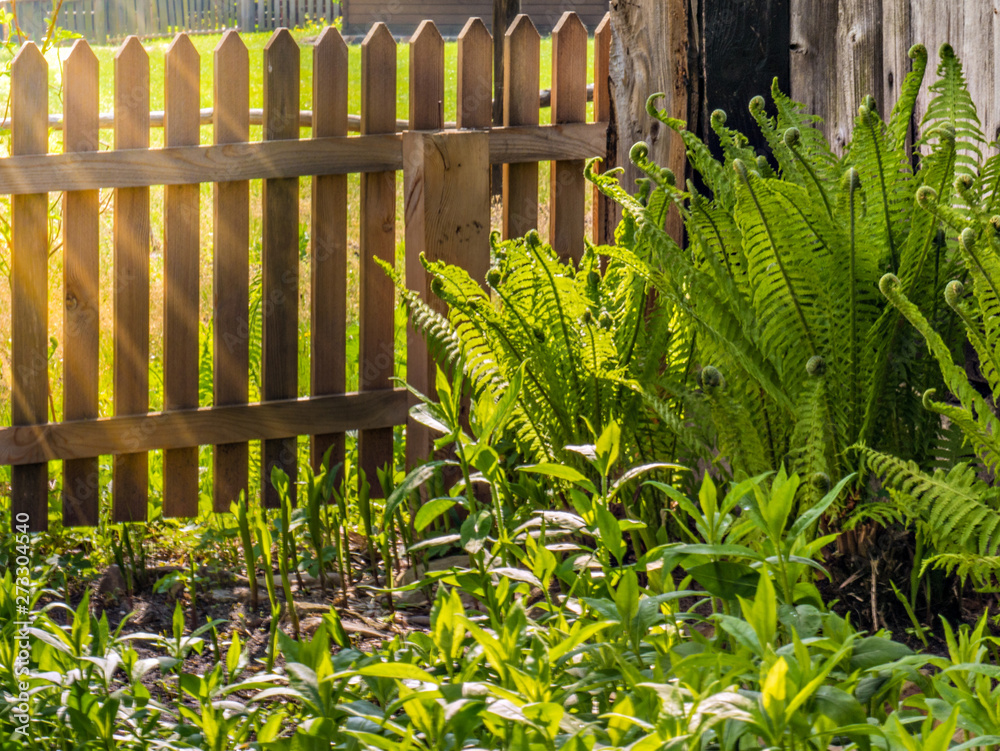Fototapeta premium Flower of fern growing in the garden