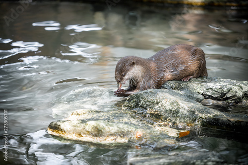 Oriental small-clawed otter (Aonyx cinerea) Eating Fish on the Stone in Thailand's Zoo.
