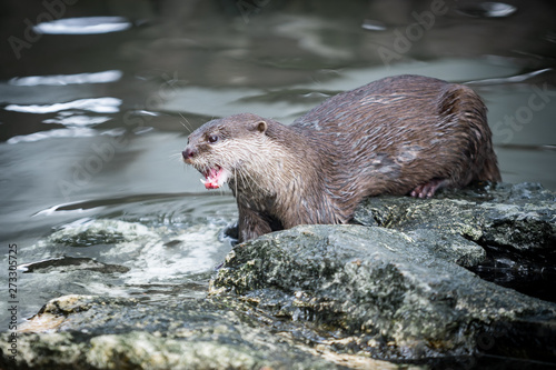 Oriental small-clawed otter (Aonyx cinerea) Eating Chewing and Swallowing Fish on the Stone in Thailand's Zoo.
