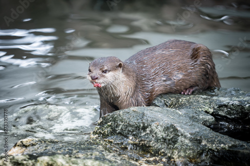 Oriental small-clawed otter (Aonyx cinerea) Eating Chewing and Swallowing Fish on the Stone in Thailand's Zoo. © athurfotolia