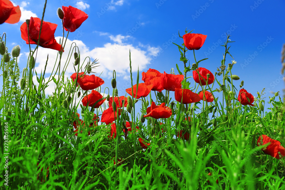 Obraz premium poppies blooming in the wild meadow 