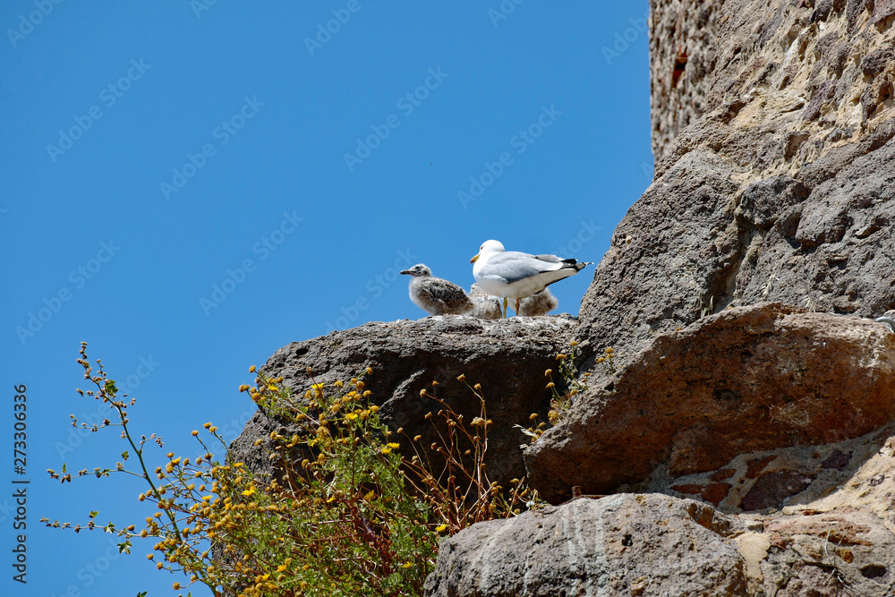 Möwen auf Felsen Sardinien Castelsardo Möwen auf Felsen Sardinien Castelsardo
