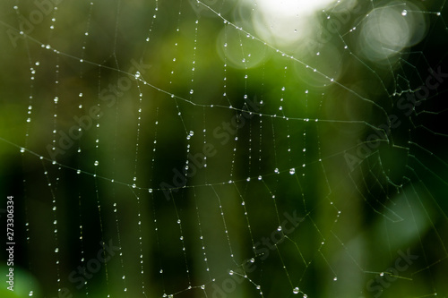 Closeup Dew on Spider Web with Green Nature Background.