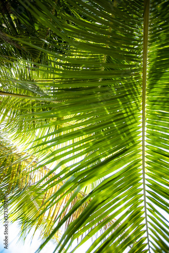 Palm leaves branch