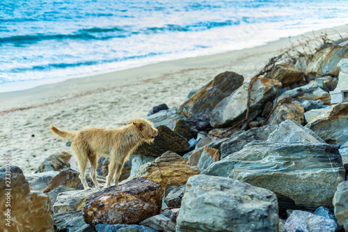 Brown Stray Dog on the Beach at the Evening.