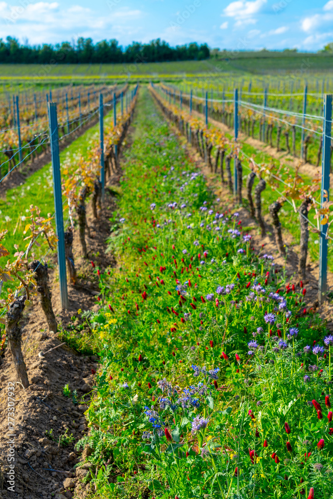 field vines ecological viticulture in summer, rheinhessen, rhineland-palatinate, germany