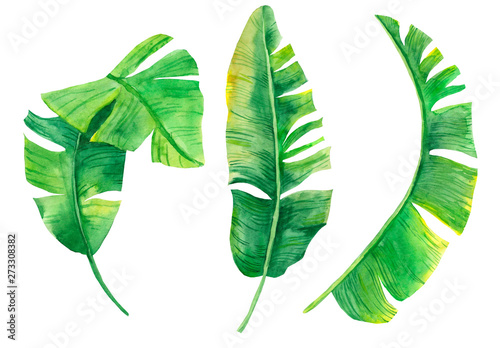 Watercolor illustration of tropical leaves. Exotic plant. Natural print. Set of banana leaves isolated on white background for your design