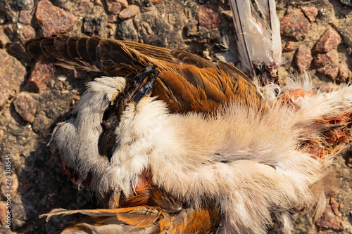 Dead bird. Road wars - death of a Shrike. The killing of a bird. Death from the car. The red-backed shrike (Lanius collurio) is a carnivorous passerine bird and member of the shrike Laniidae.