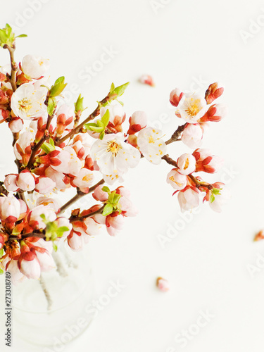 Apricot blossom on white