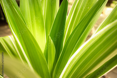 green leaves background