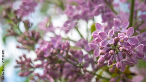 Lilac flowers close up. Horizontal banner.