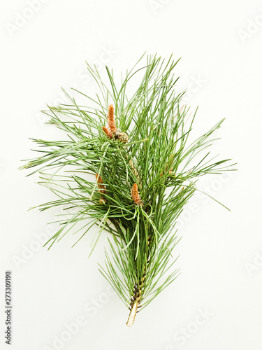 Pine cones on white