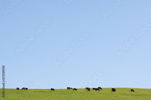 Cows Grazing on Hills Against Blue Sky