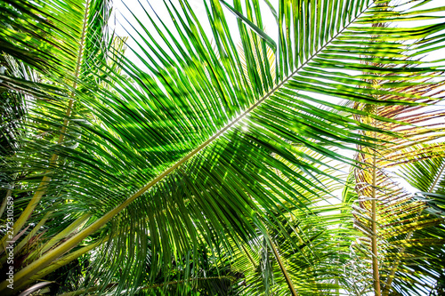 Fototapeta Naklejka Na Ścianę i Meble -  Palm leave branch from Indoneisa
