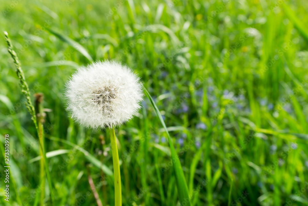 lonely white dandelion on a green meadow