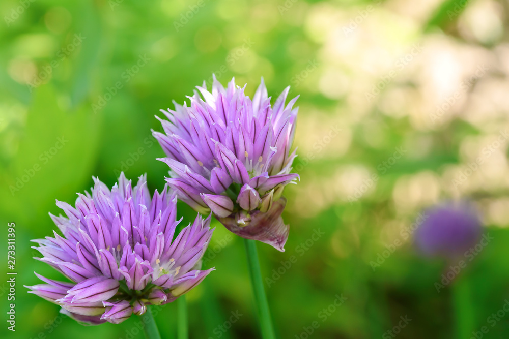 Beautiful purple flowers of chive in the garden on a sunny day in close-up ( selective focus) Beautiful purple flowers of chive in the garden on a sunny day in close-up ( selective focus)