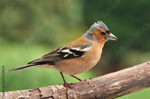 Ein Buchfinkmännchen Portrait