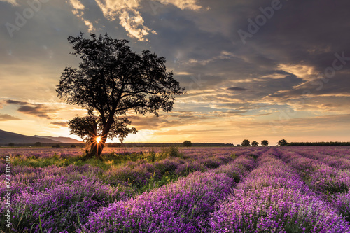 Lavender