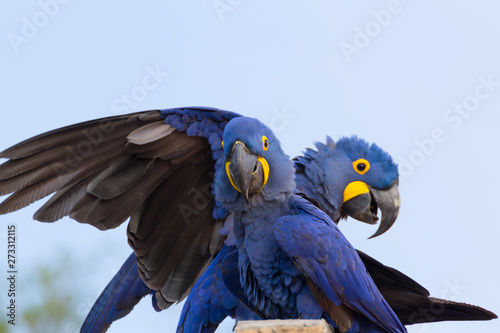 Couple of Hyacinth macaw  Brazilian wildlife