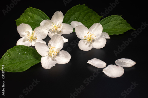 Jasmine flowers with leaves on a black background.