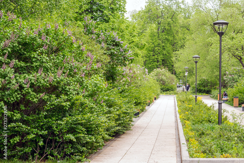 Lilac alley in the Garden of the future Park, Russia, Moscow, 2019
